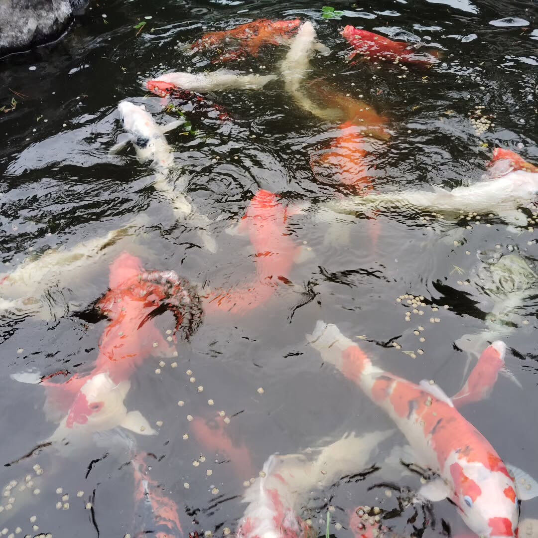 今年の春、本業の造園業でお世話になっている藤野町のお寺に、な