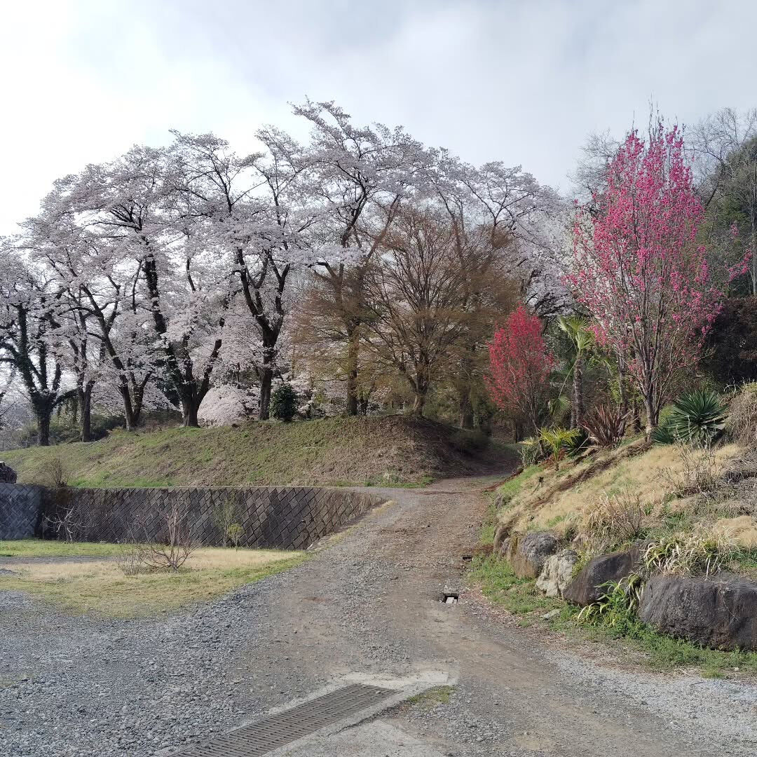 春の訪れと共に、shed322の入り口はまるで秘密の花園への